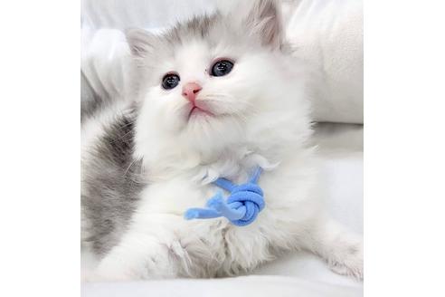 成約済の埼玉県のサイベリアン-19717の3枚目